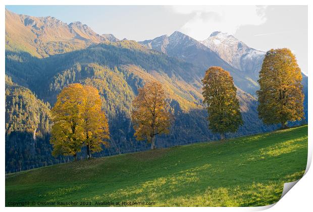 Four Trees with Golden Foliage in a Stunning Alpine Landscape Print by Dietmar Rauscher