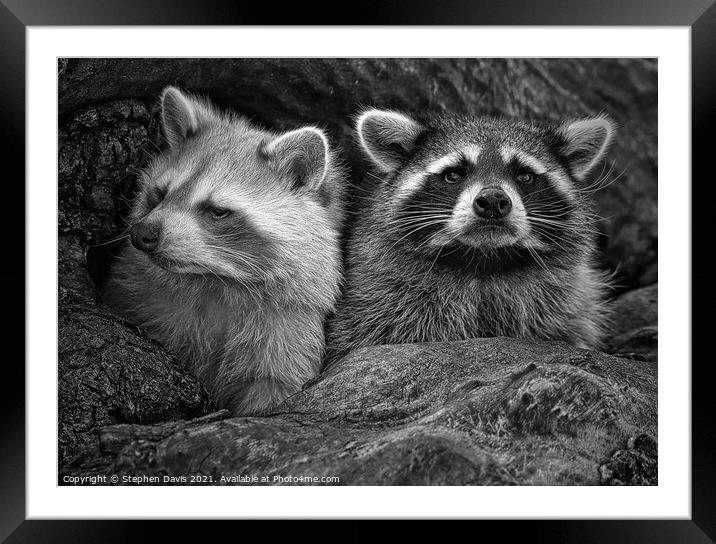 Racoon lookout Framed Mounted Print by Stephen Davis