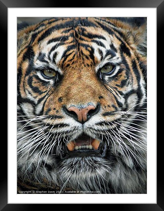 Tiger  Framed Mounted Print by Stephen Davis
