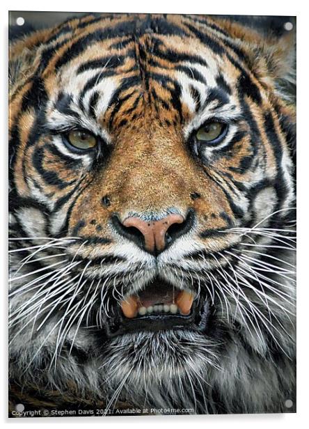 Tiger  Acrylic by Stephen Davis