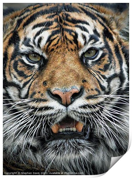 Tiger  Print by Stephen Davis