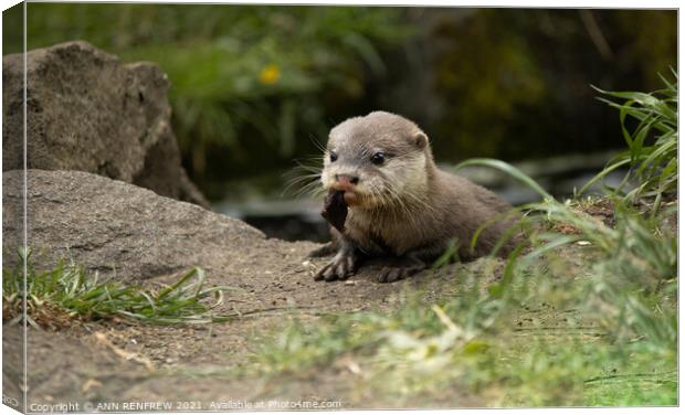 Lunch time for otter pup. Canvas Print by ANN RENFREW