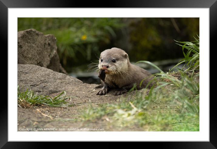 Lunch time for otter pup. Framed Mounted Print by ANN RENFREW