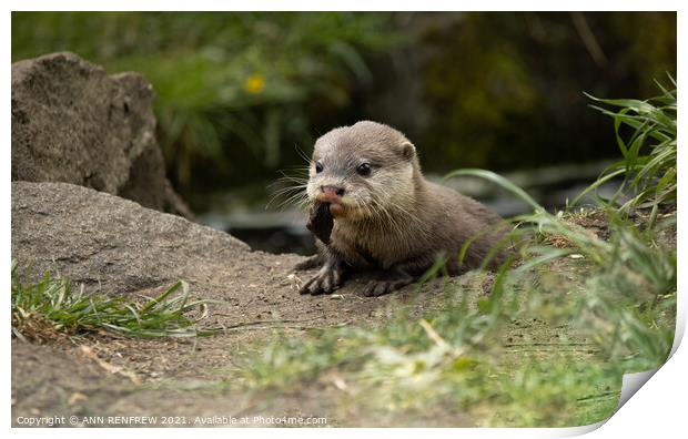Lunch time for otter pup. Print by ANN RENFREW