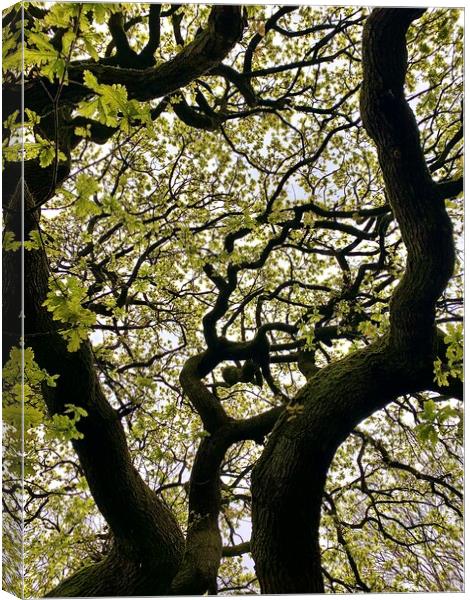 Tree Pattern Canvas Print by Jonathan Thirkell