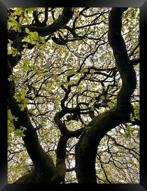Tree Pattern Framed Print by Jonathan Thirkell