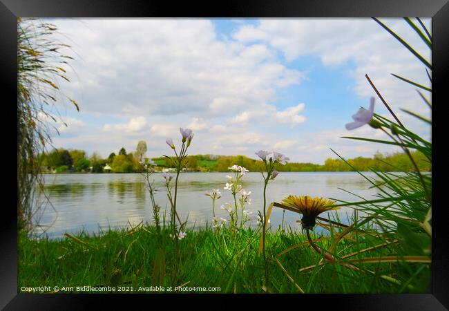 Wild flowers around the Cappy lake Framed Print by Ann Biddlecombe