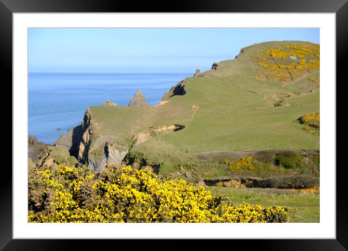Gorse framing Sandymouth bay in Cornwall. Framed Mounted Print by Peter Barber