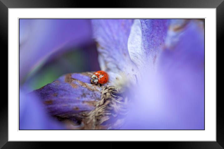Ladybird Framed Mounted Print by Tony Swain