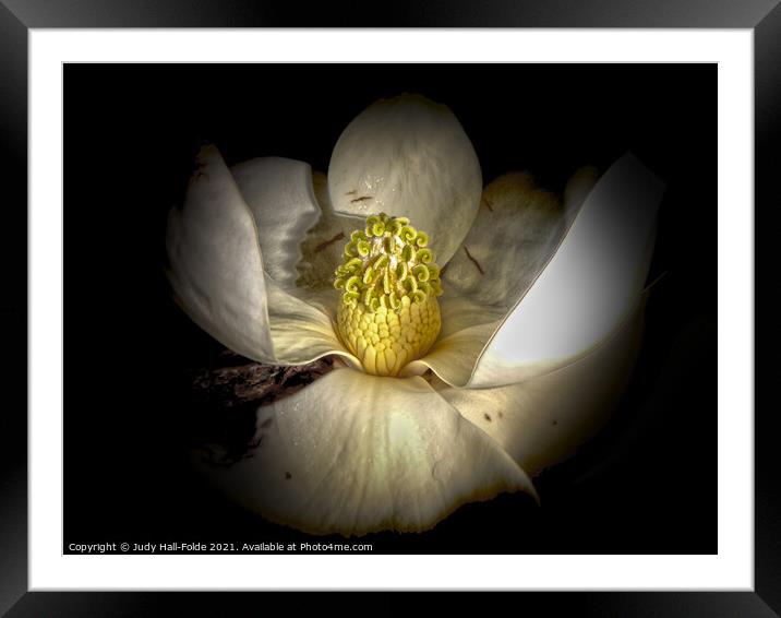 Center of the Magnolia Framed Mounted Print by Judy Hall-Folde