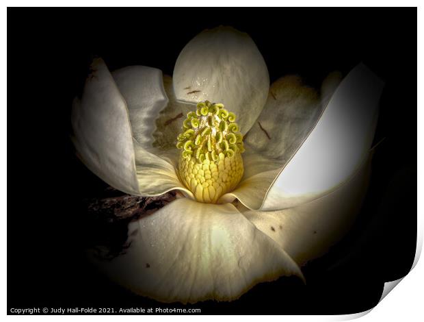 Center of the Magnolia Print by Judy Hall-Folde