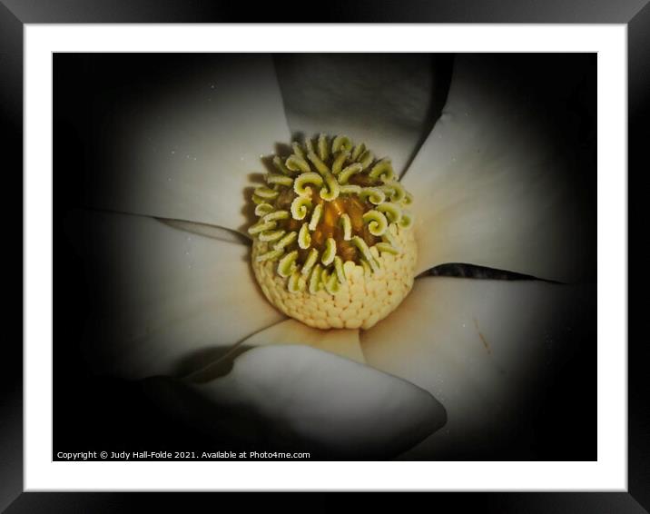 Pollen Stop Framed Mounted Print by Judy Hall-Folde