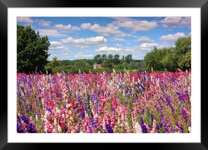 Beautiful Delphiniums Framed Mounted Print by Susan Snow