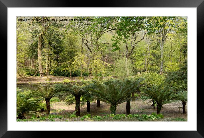 Tree ferns in a garden Framed Mounted Print by kathy white