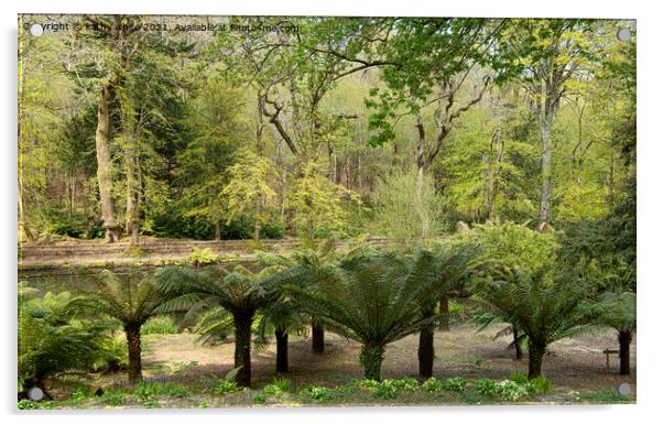 Tree ferns in a garden Acrylic by kathy white