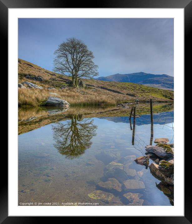 The Reflective Trees Framed Mounted Print by jim cooke