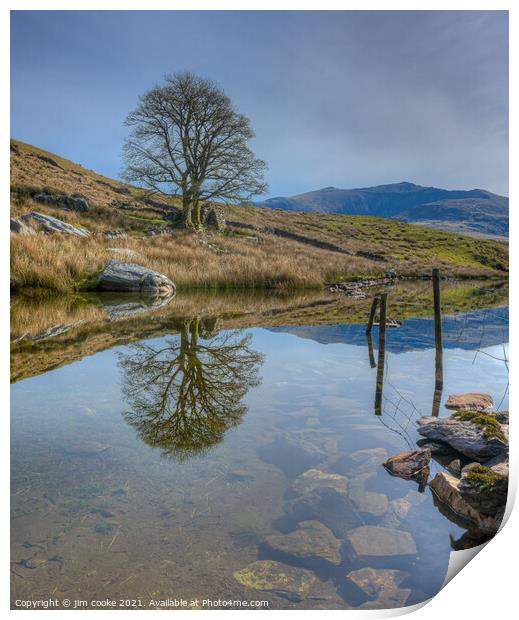 The Reflective Trees Print by jim cooke