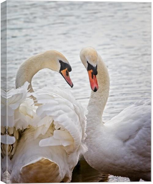 Mute Swans, Cygnus olor Canvas Print by Rob Cole