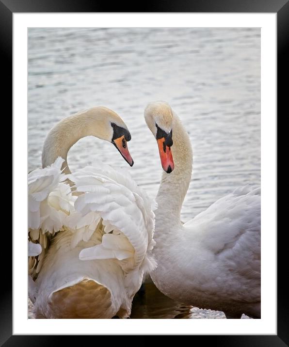 Mute Swans, Cygnus olor Framed Mounted Print by Rob Cole