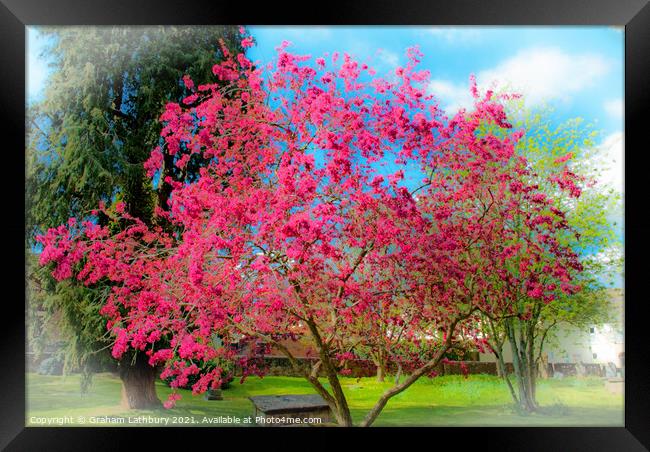 Spring Tree Blossom Framed Print by Graham Lathbury