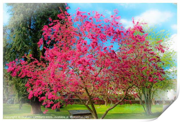 Spring Tree Blossom Print by Graham Lathbury
