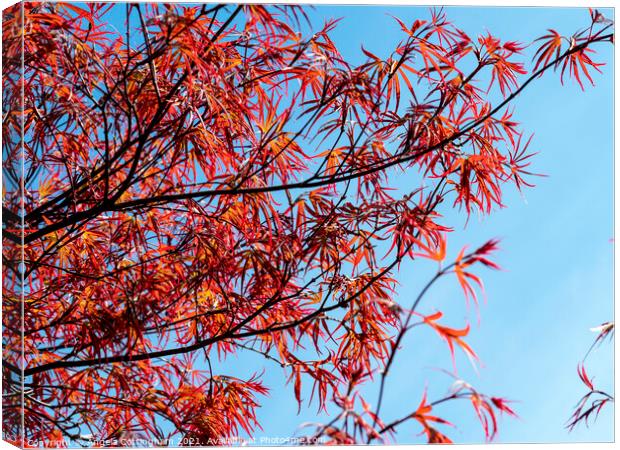 Red Japanese Maple Leaves  Canvas Print by Angela Cottingham