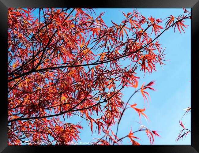 Red Japanese Maple Leaves  Framed Print by Angela Cottingham