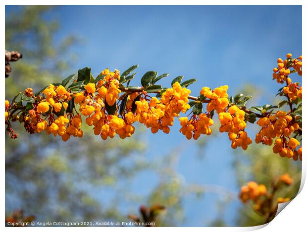 Berberis Flowers Print by Angela Cottingham