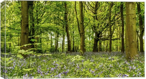 A Springtime forest. Canvas Print by Phil Longfoot