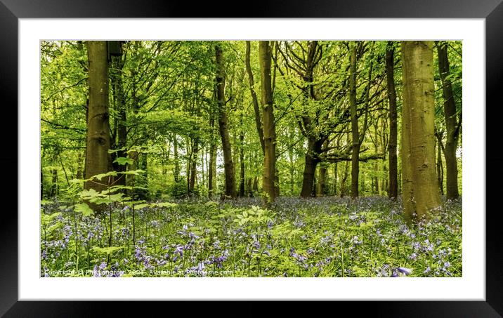 A Springtime forest. Framed Mounted Print by Phil Longfoot
