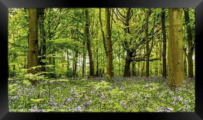 A Springtime forest. Framed Print by Phil Longfoot