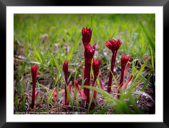 Peony Shoots Framed Mounted Print by STEPHEN THOMAS