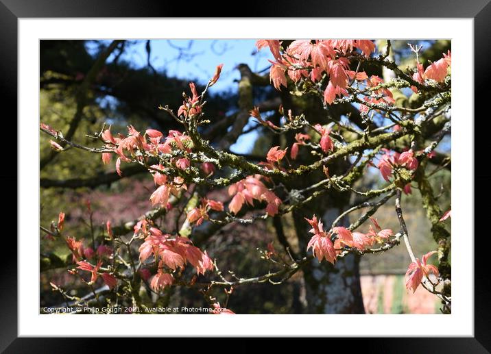 A group of pink flowers on a tree branch Framed Mounted Print by Philip Gough