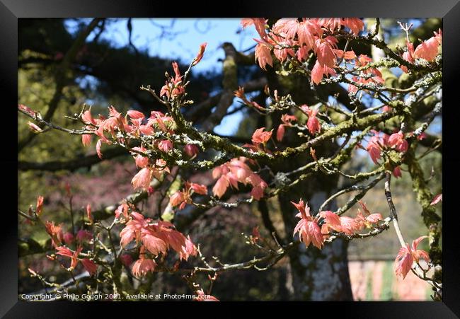A group of pink flowers on a tree branch Framed Print by Philip Gough