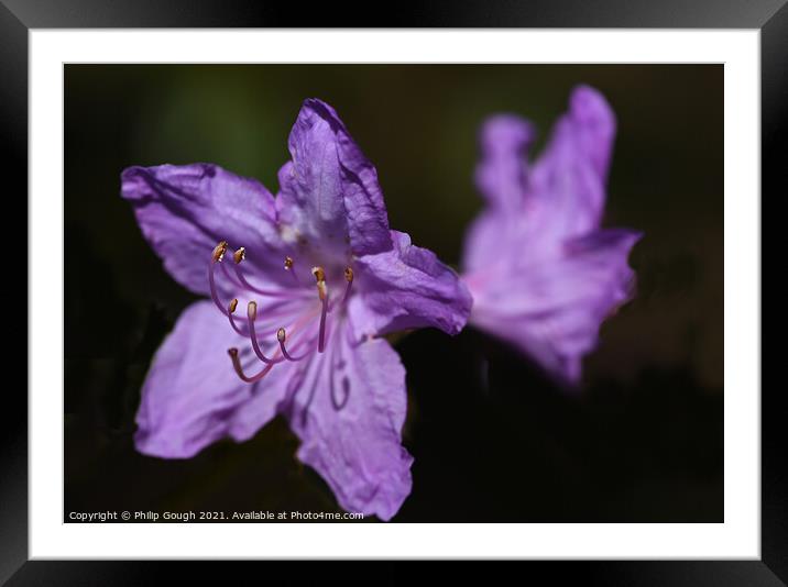 Plant flower Framed Mounted Print by Philip Gough