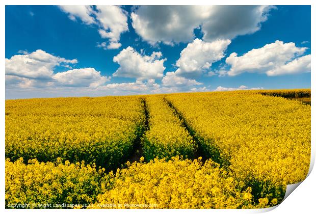 Golden Oil Rapeseed Field Print by Wight Landscapes