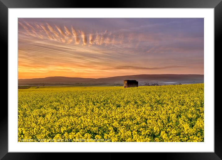 Fields Of Gold Sunset Framed Mounted Print by Wight Landscapes