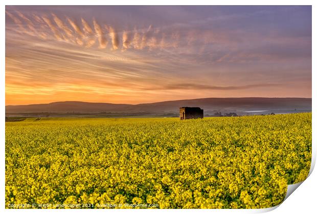 Fields Of Gold Sunset Print by Wight Landscapes