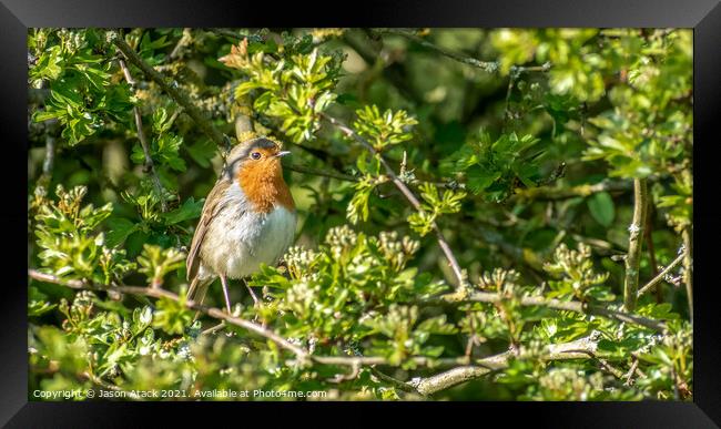 Robin Framed Print by Jason Atack