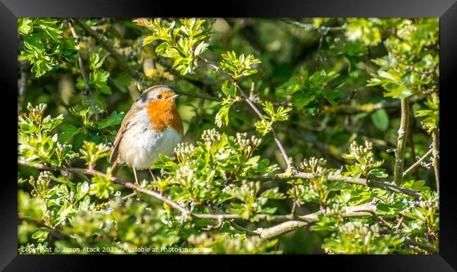 Robin Framed Print by Jason Atack