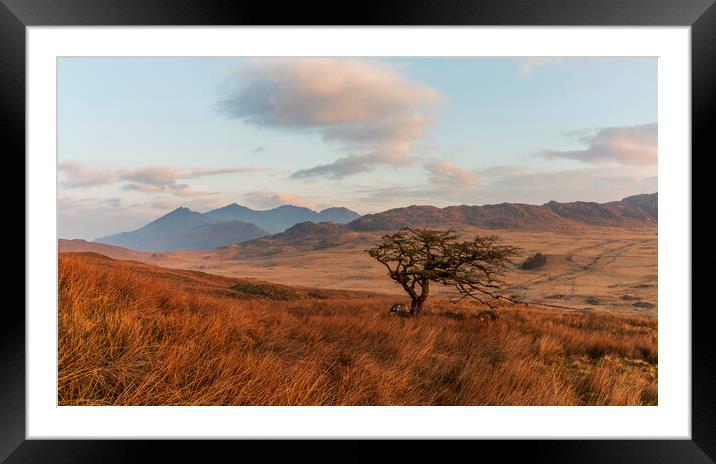 Lonely tree with Snowdon in the background Framed Mounted Print by Rory Trappe