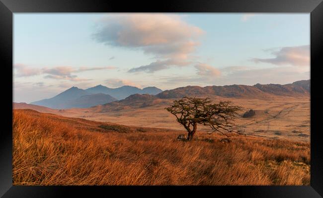 Lonely tree with Snowdon in the background Framed Print by Rory Trappe