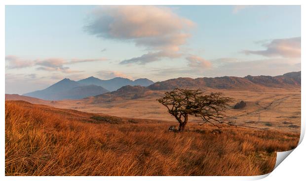 Lonely tree with Snowdon in the background Print by Rory Trappe
