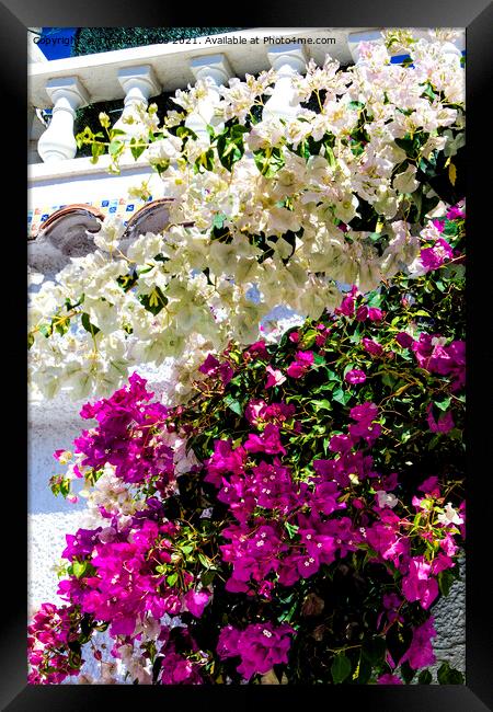 Bougainvillea Framed Print by Thanet Photos