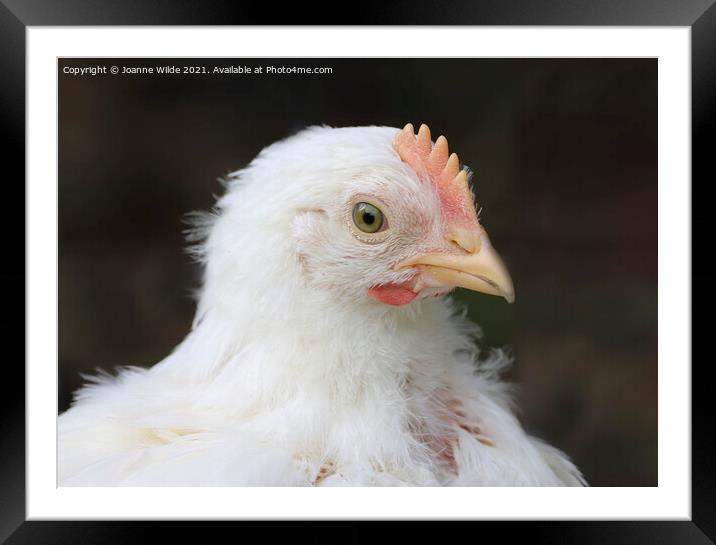 Babby Chick Framed Mounted Print by Joanne Wilde