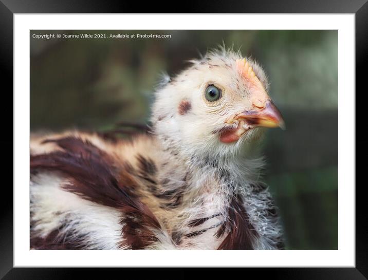 Babby Chick Framed Mounted Print by Joanne Wilde