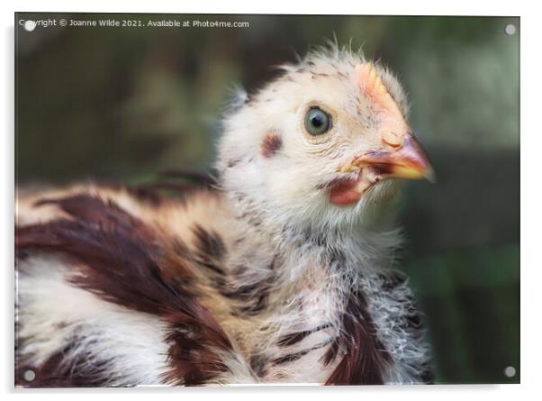 Babby Chick Acrylic by Joanne Wilde
