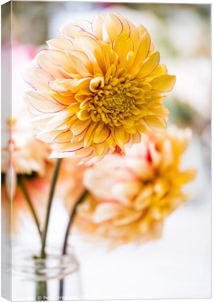 Vase Of Yellow Dahlias In A Village Flower Show Canvas Print by Peter Greenway