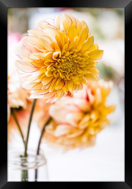 Vase Of Yellow Dahlias In A Village Flower Show Framed Print by Peter Greenway