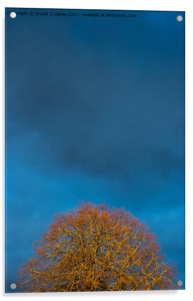 Sunset tree Acrylic by Stuart C Clarke